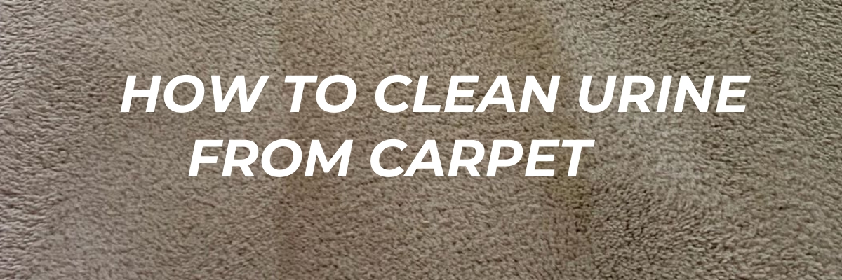 how to clean urine from carpet